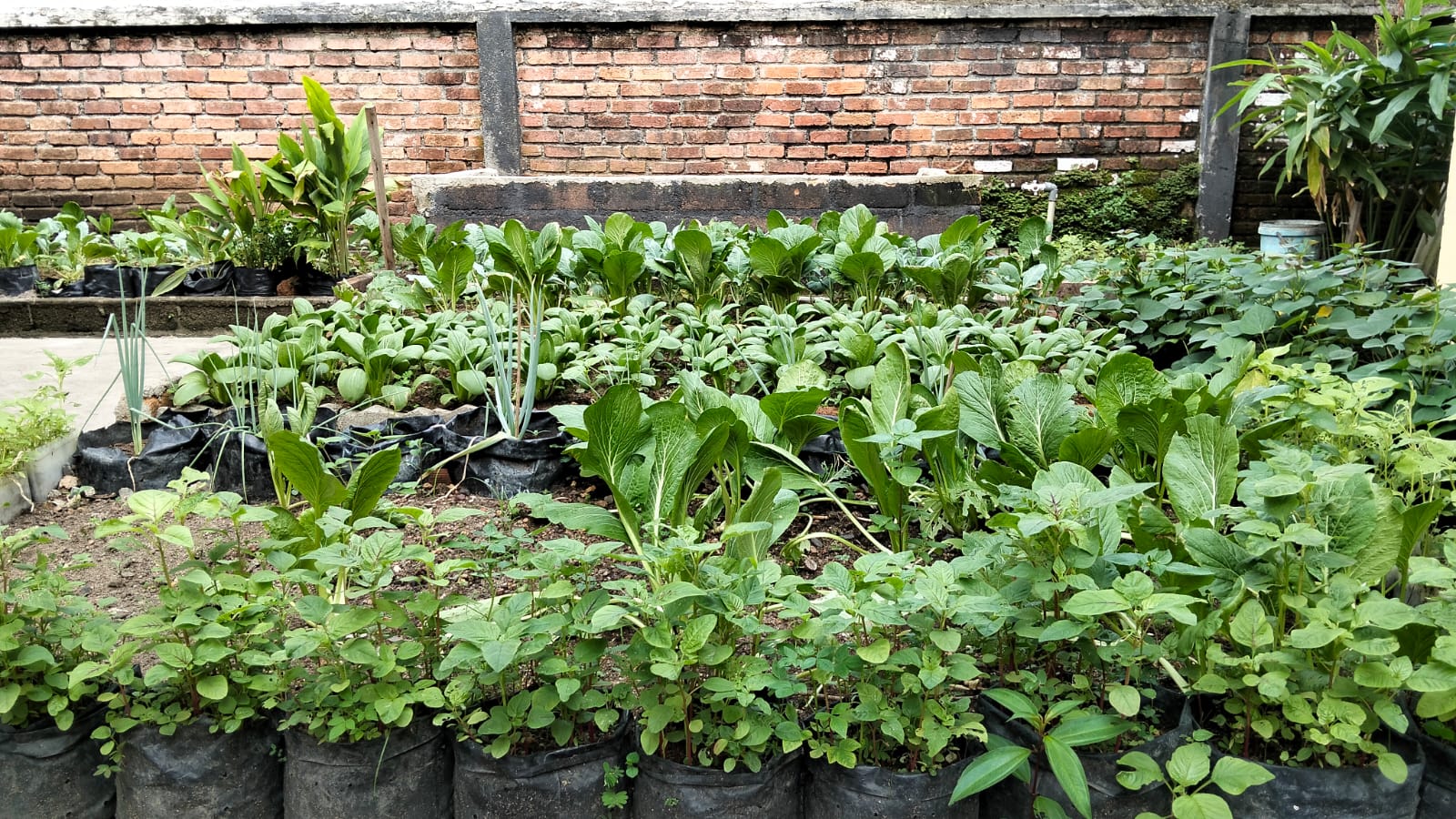kebun 2